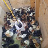جوجه‌ گلین لری اصیل کاکلی و گردن لخت ۶ روزه