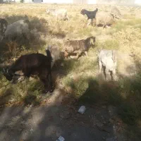 8 راس کهره سبک