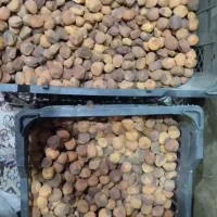 زردآلو تازه امسال|خوردنی و آشامیدنی|انگوران, |دیوار