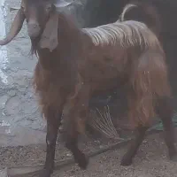 حیوانات