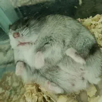 همستر مینیاتوری کمپل طلایی خاکستری وینتروایت