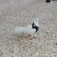 کبوتر طوقی|پرنده|اندیمشک, |دیوار