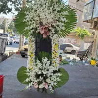 تاج گل ختم|گل و گیاه طبیعی|تبریز, |دیوار