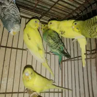 مرغ عشق|پرنده|اهواز, کارون|دیوار