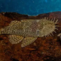 کت پوزه بوته ای مولد نر و ماده|ماهی|اهواز, کیانشهر|دیوار