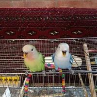 دو عدد کوتوله تازه دون خور شده