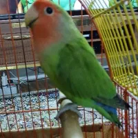 دو عدد طوطی برزیلی صورت هلویی تخم گذار|پرنده|تهران, امام زاده عبدالله|دیوار