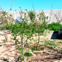 ۲۰۰ متر زمین سندتک برگ کردان سهیلیه.|فروش زمین و ملک کلنگی|کرج, فاز ۲ مهرشهر|دیوار