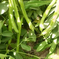 فروش انواع بذرها