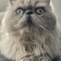 واگذرای گربه هیمالین