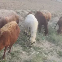 6عددگوسفندابس