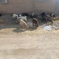 بزغاله کوچیک راس ۳۹۰۰ ۳۲ عدد فروش فوری