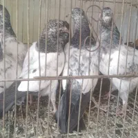 کفتر کبوتر جوجه پاکستانی تهرانی