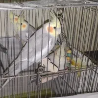 عروس هلندی