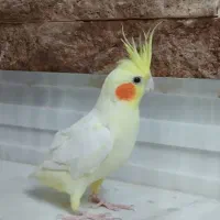 فروش عروس هلندی ماده
