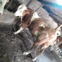گاو نر گوشتی سیمینتال ۲ساله