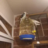 کبوتر|پرنده|اصفهان, احمدآباد|دیوار