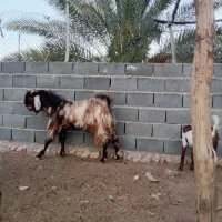 یک چپش روزگاری ویک بز ۲کهره ارتشی