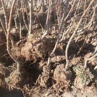 آموزش کاشت وتهیه نهال|خدمات باغبانی و درختکاری|تبریز, |دیوار