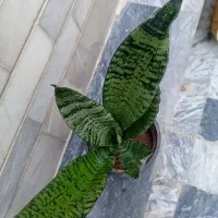 گل طبیعی|گل و گیاه طبیعی|کرمانشاه, |دیوار