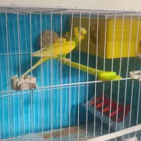 فروشی/مرغ عشق و فنچ فقط جفتی ۲۵۰