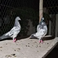 کبوتر جوجه تیدی پاکستانی|پرنده|شاهین‌شهر, طالقانی|دیوار