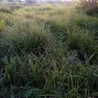 حراج زمین مسکونی|حراج|رشت, لاکان شهر|دیوار