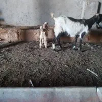 بز دوبر ۱۶ملیون