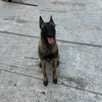 مالینوز رنگ تیره بادرایو بالا فول آموزش|سگ|محمدشهر, محمدشهر|دیوار