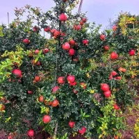 نهالستان ارقام‌متنوع‌ میوه وصنوبر های‌اقتصادی|خدمات باغبانی و درختکاری|دهگلان, |دیوار