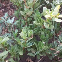 خرفه|خوردنی و آشامیدنی|کرمانشاه, |دیوار