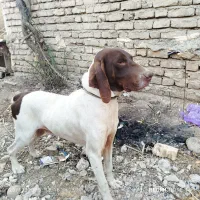 توله شکاری دنبلانی