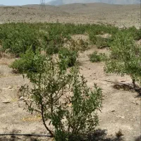 زمین کشاورزی و با مجوز دام پروری و مرغ داری|فروش دفتر صنعتی، کشاورزی، تجاری|خوانسار, |دیوار