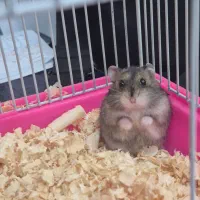 همستر کمپل روسی کوتوله / با تمامی وسایل