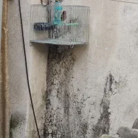 انواع سهره مرغ امریکایی|پرنده|رشت, پاره بیجار|دیوار