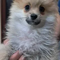 پامرین|سگ|شیراز, انجیره|دیوار