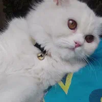 گربه ماده|گربه|زاهدان, |دیوار