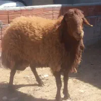 سلاخ قصاب در محل