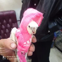 عروس هلندی