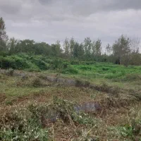 اخذ سند تک برگ
