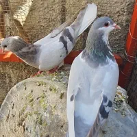 یک جفت کفتر نروماده|پرنده|شیراز, شهرک گلها|دیوار