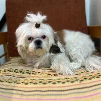 واگذاری شیتزو تریر|سگ|پاکدشت, پاکدشت (مامازند)|دیوار