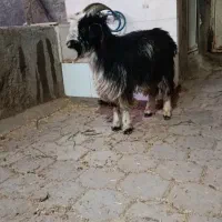 بزغاله نر|حیوانات مزرعه|کاشان, دشت لتحر|دیوار