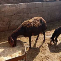 دوراس میش و بره غرل افشار|حیوانات مزرعه|بروجرد, |دیوار