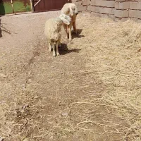 بره نر سبک
