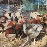 جوجه،مرغ وخروس درجه یک گلپایگانی