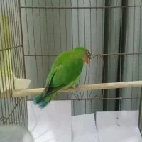 طوطی برزیلی بالغ نر سالم|پرنده|شهریار, شهریار|دیوار