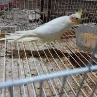 جوجه عروس هلندی|پرنده|مینودشت, |دیوار