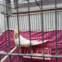 جوجه عروس هلندی|پرنده|مراغه, |دیوار