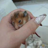 همستر دستی ورام|موش و خرگوش|تهران, سجاد|دیوار